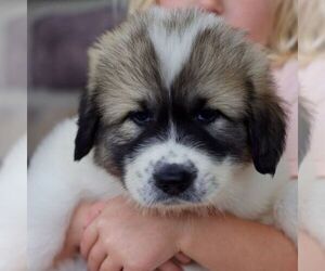 Great Pyrenees Puppy for sale in DENVER, PA, USA