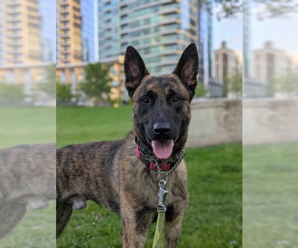 Medium Photo #2 Holland Shepherd Puppy For Sale in Imlay City, MI, USA