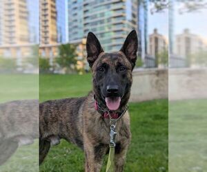 Ryder - Located in IL - Male Holland Shepherd Dog for Adoption - Photo #2