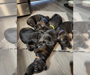 Plott Hound-Redbone Coonhound Mix Puppy for sale in HINSDALE, NH, USA
