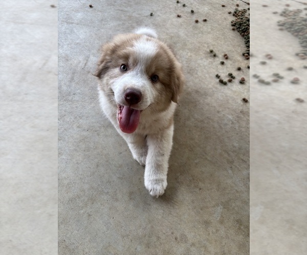 Medium Photo #2 Australian Shepherd Puppy For Sale in OPP, AL, USA