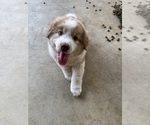 Small #1 Australian Shepherd