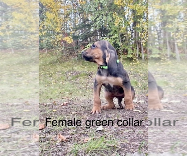 Medium Photo #5 Bloodhound Puppy For Sale in PALMER, AK, USA