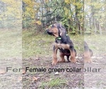 Small Photo #5 Bloodhound Puppy For Sale in PALMER, AK, USA