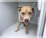 Small American Pit Bull Terrier