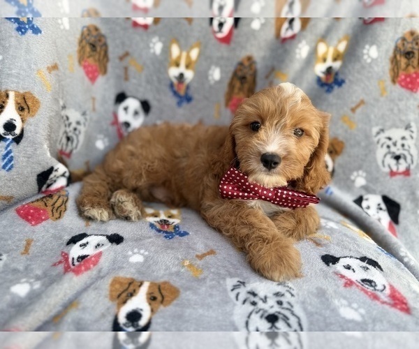 Medium Photo #2 Cavapoo (Miniature) Puppy For Sale in LAKELAND, FL, USA