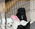 Small #5 Shih-Poo