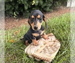 Small #2 Dachshund