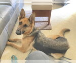 Small #7 German Shepherd Dog