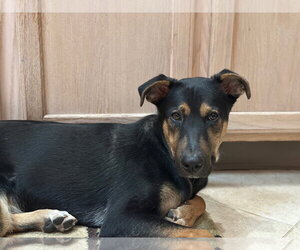 BLIPPI - Male Mutt Dog for Adoption - Photo #4