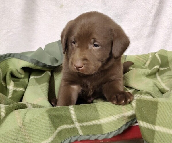 Medium Photo #9 Labrador Retriever Puppy For Sale in RANDOLPH, WI, USA