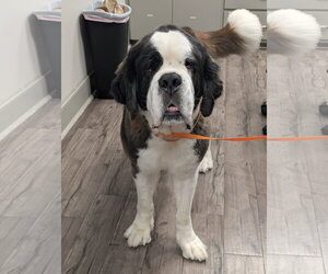 Saint Bernard-Unknown Mix Dogs for adoption in Oakhurst, NJ, USA
