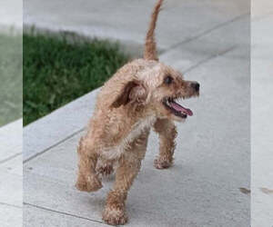 Mother of the Maltipoo (Toy) puppies born on 06/11/2026