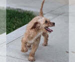 Small Photo #1 Maltipoo (Toy) Puppy For Sale in GOSHEN, IN, USA