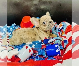 Medium French Bulldog
