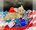 Puppy Lexi French Bulldog