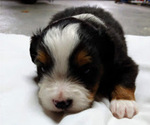 Small Photo #2 Australian Shepherd Puppy For Sale in SALEM, IN, USA