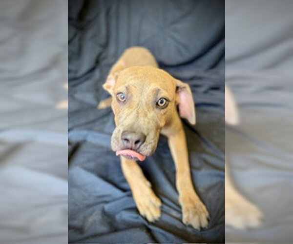 Medium Photo #5 Black Mouth Cur-Catahoula Leopard Dog Mix Puppy For Sale in Pleasanton, TX, USA