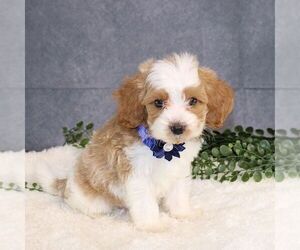 Cavapoo Puppy for sale in BIRD IN HAND, PA, USA