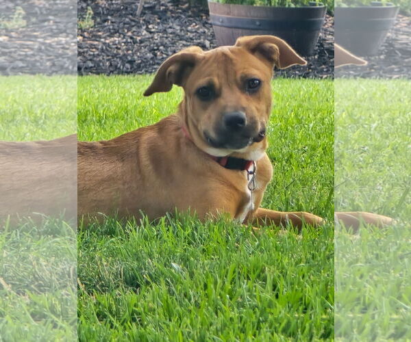 Medium Photo #2 Mutt Puppy For Sale in Sandy, UT, USA