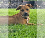Small #1 Mutt