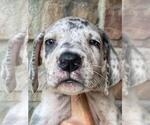 Small Photo #1 Great Dane Puppy For Sale in SELLERSBURG, IN, USA