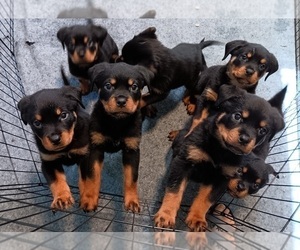 Rottweiler Puppy for sale in HAMMOND, IN, USA