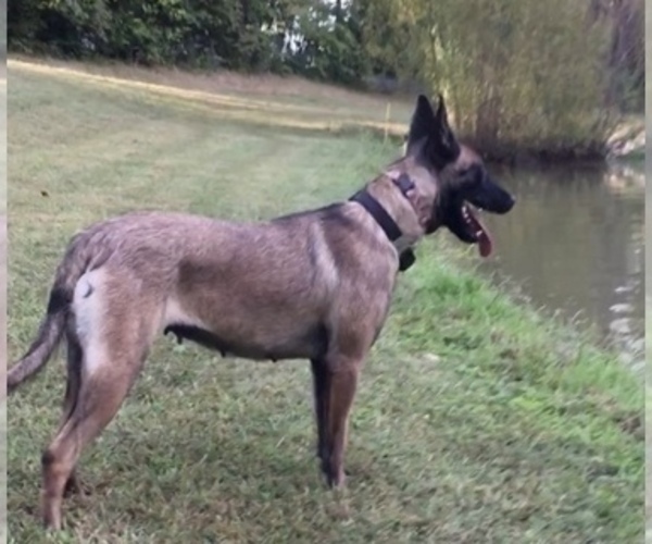 Medium Photo #1 Belgian Malinois Puppy For Sale in LABADIE, MO, USA