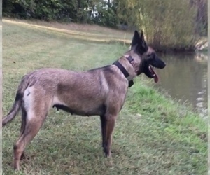 Mother of the Belgian Malinois puppies born on 08/10/2022