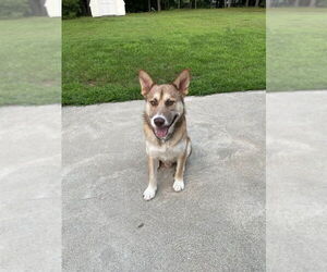 Huskies -Unknown Mix Dogs for adoption in New York, NY, USA