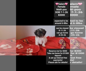 Maltipoo (Toy) Puppy for sale in TUCSON, AZ, USA