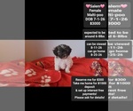 Image preview for Ad Listing. Nickname: Salem