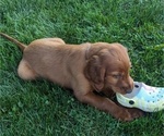 Puppy Lola Irish Setter