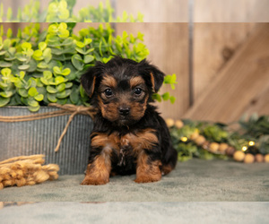 Medium Yorkshire Terrier