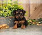 Puppy Freedom Yorkshire Terrier