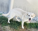 Puppy Goldy English Cream Golden Retriever-Golden Labrador Mix