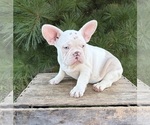 Small #3 French Bulldog
