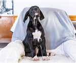 Small #9 Great Dane