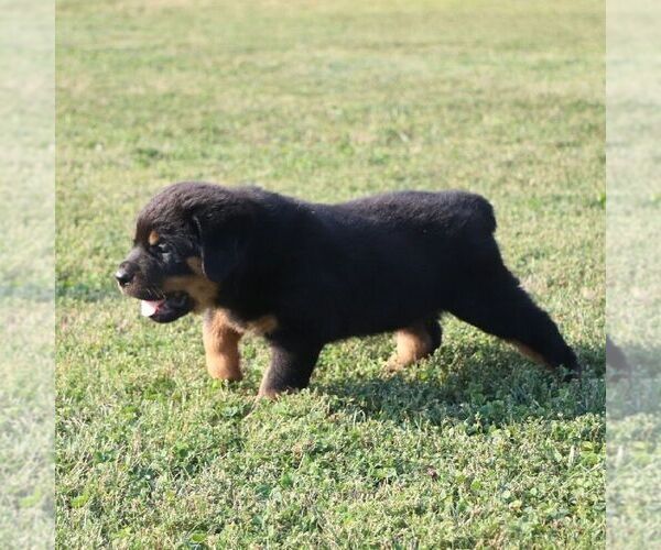Medium Photo #4 Rottweiler Puppy For Sale in CHAMBERSBURG, PA, USA