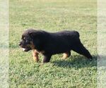 Small #3 Rottweiler