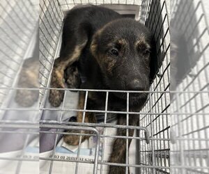 Golden Shepherd Dogs for adoption in Pasadena, TX, USA