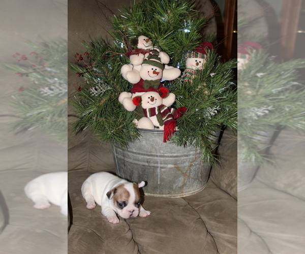 Medium Photo #1 French Bulldog Puppy For Sale in ROSEVILLE, OH, USA