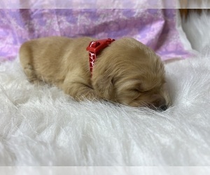Golden Retriever Puppy for sale in NEOLA, WV, USA