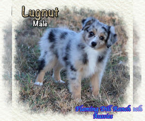 Miniature Australian Shepherd Dog for Adoption in FORESTBURG, Texas USA