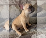 Small #3 French Bulldog