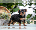 Small Photo #23 Shorkie Tzu Puppy For Sale in KIRKWOOD, PA, USA