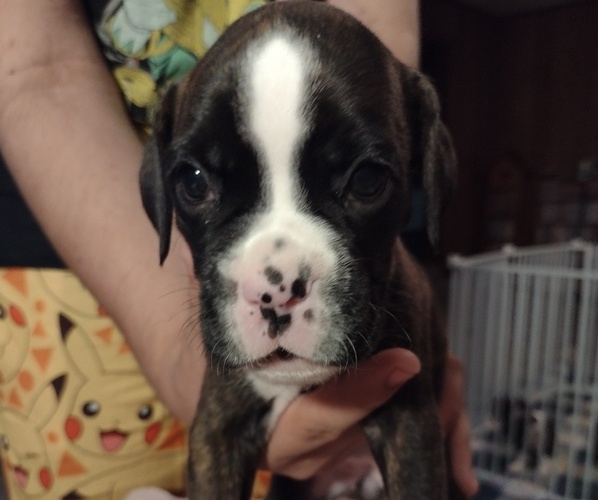 Medium Photo #1 Boxer Puppy For Sale in FAYETTEVILLE, NC, USA