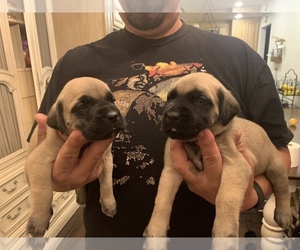 Mastiff Puppy for sale in TUSTIN, CA, USA