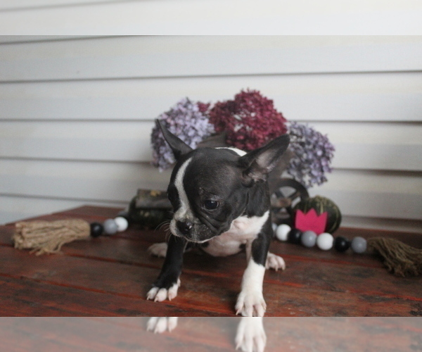 Medium Photo #1 Faux Frenchbo Bulldog Puppy For Sale in SEARS, MI, USA