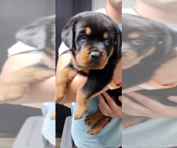 Medium Photo #1 Rottweiler Puppy For Sale in BONAPARTE, IA, USA